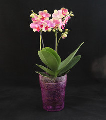 orchid