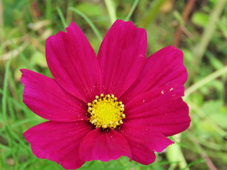 Obraz premium Blüte in Pink