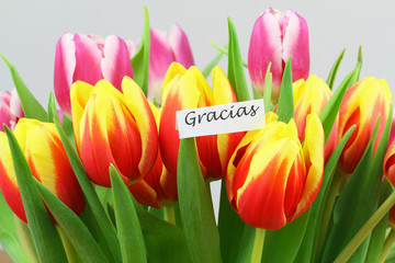 Gracias (thank you in Spanish) with colorful tulips
