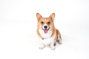 corgi dog