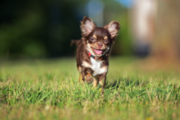 happy chihuahua puppy running on grass - obrazy, fototapety, plakaty