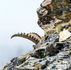 Stambecco al Colle del Leone - Monte Cervino  - Capra ibex