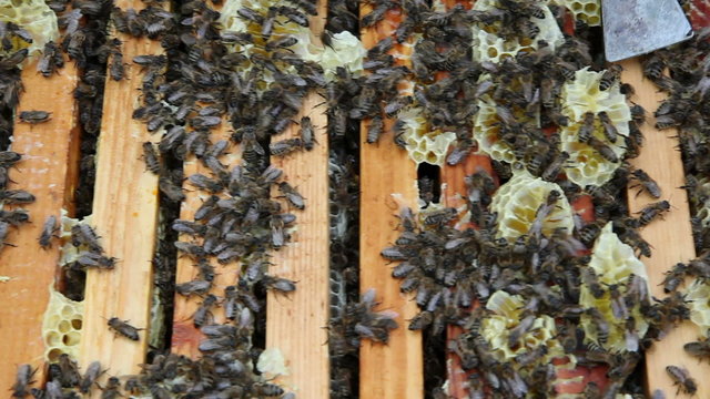 The Group of Bees in The Hive. Preparations Before Rocking Honey