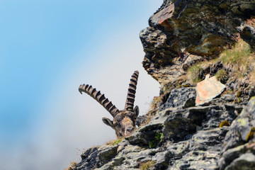 Stambecco al Colle del Leone - Monte Cervino  - Capra ibex