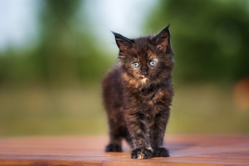 beautiful maine coon kitten standing outdoors