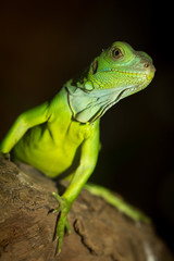 Green iguana