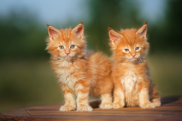 two red maine coon kittens outdoors together