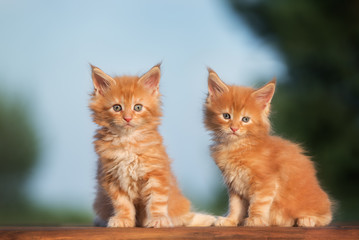 two adorable maine coon kittens outdoors