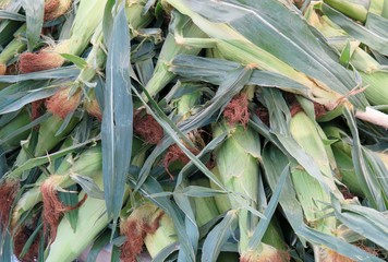 Pile of fresh organic corn at local summer farmers market  