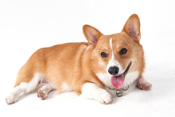 corgi dog
