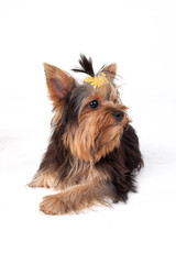 Yorkshire Terrier dog