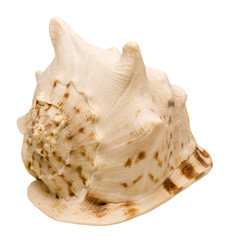 pacific snail hat-shaped