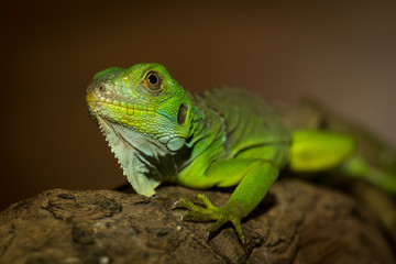 Green iguana