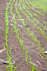 green sprouts in a soil outdoors