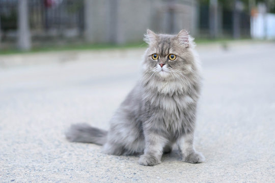 Persian cat
