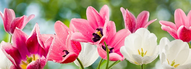 Foto op Plexiglas beautiful flowers on a green background © cooperr