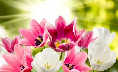 Fototapeta premium beautiful flowers on a green background