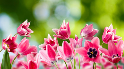 Obraz premium image of beautiful flowers