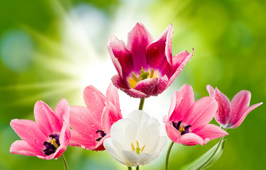 Fototapeta na wymiar beautiful tulips on a green background
