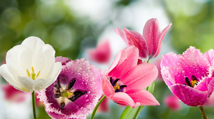 beautiful tulips on a green background © cooperr