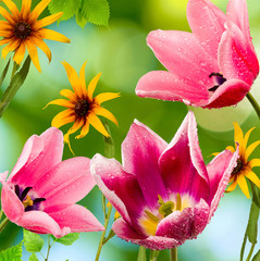  different beautiful flowers in park