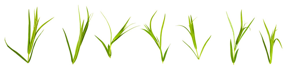 Fototapeta na wymiar grass on a white background