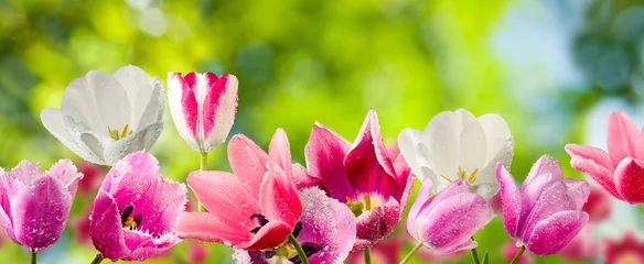 Crédence de cuisine en verre imprimé Tulipe tulipes dans le jardin