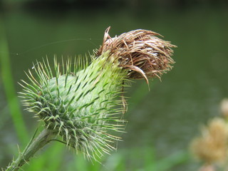 Verblühende Edeldistel