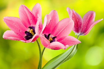 Obraz na płótnie Canvas tulips closeup