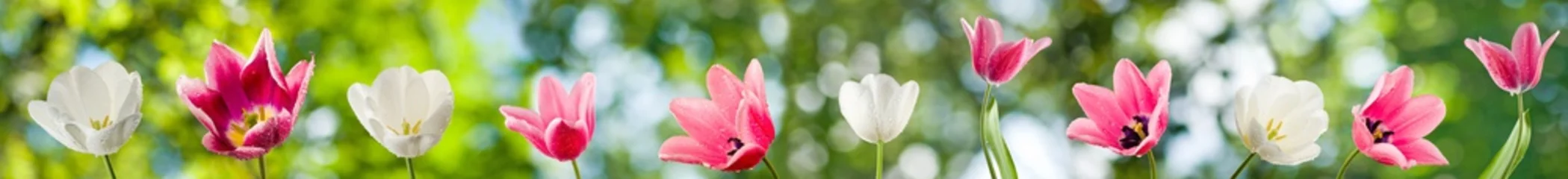 Zelfklevend Fotobehang Tulp tulpen close-up