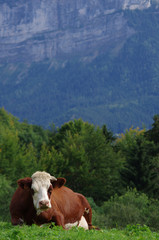 Fototapeta na wymiar vache au pré - chartreuse