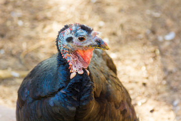 domestic turkey