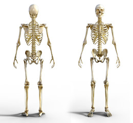 Human Skeleton 