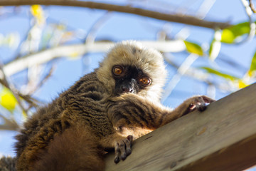 Rufo red lemur (Varecia variegata rubra)