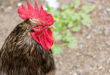 Rooster from poultry farm