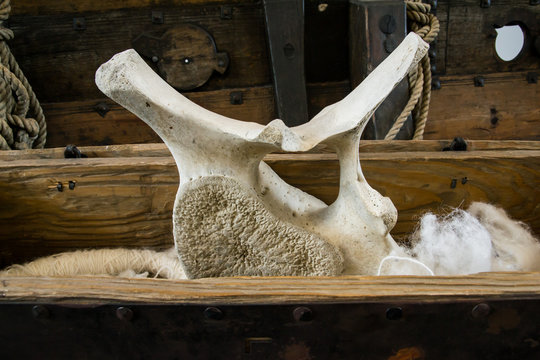 Vertebra di balena su una barca