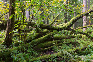 Old oak tree broken lying in summertime forest