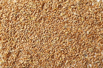 Wheat grains background, close up