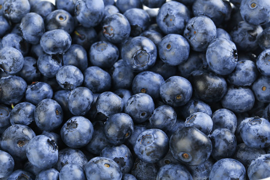 Blueberries background, close up, tasty and sweet