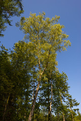 Foliage of a birch in sunlight in summer