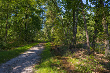 Fototapeta na wymiar Path through a forest in sunlight in summer
