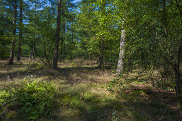 Path through a forest in sunlight in summer