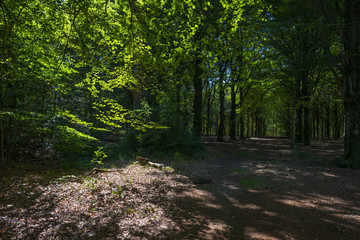 Fototapeta na wymiar Foliage of a beech forest in sunlight in summer