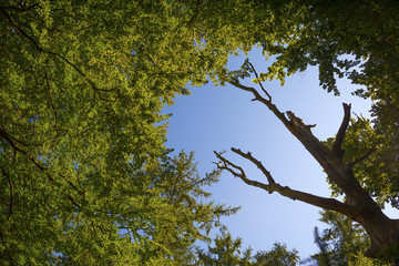 Foliage of a beech forest in sunlight in summer
