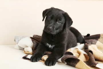 Obraz premium Beautiful black labrador puppy on plaid