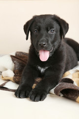 Beautiful black labrador puppy on plaid