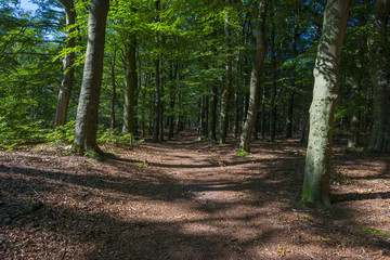 Foliage of a beech forest in sunlight in summer
