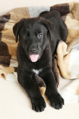 Naklejka premium Beautiful black labrador puppy on plaid