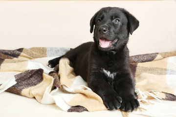 Beautiful black labrador puppy on plaid