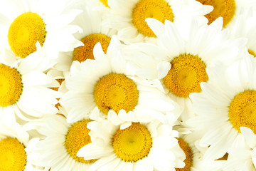 Bouquet of chamomile flowers, background